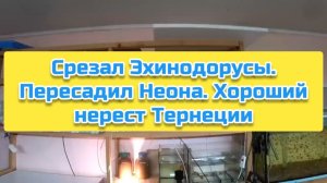 Срезал Эхинодорусы. Пересадил Неона. Хороший нерест Тернеции