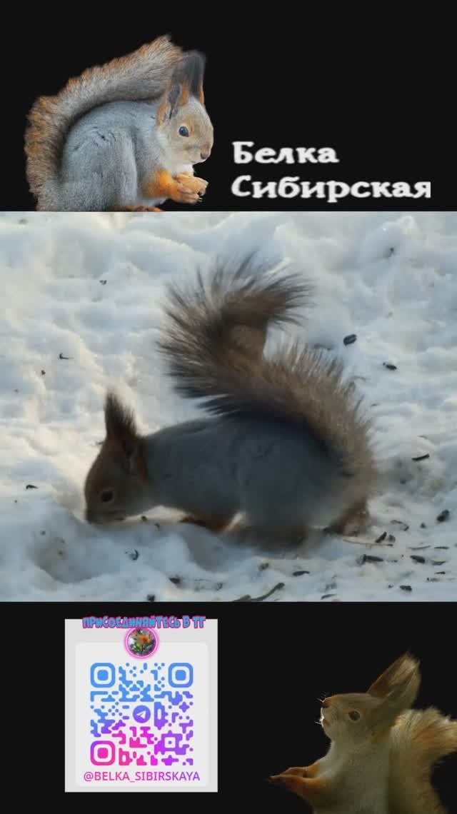 Белка ищет в снегу еду