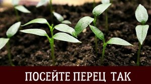 Посев семян перца на рассаду. Мой проверенный способ