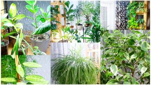 Домашние цветы. Обзор коллекции часть 2. Январь 2026.