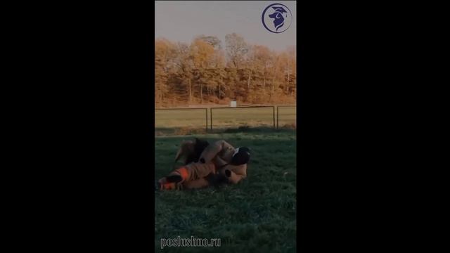 Защитно-караульная дрессировка. Кинолог Игорь Алтайский.