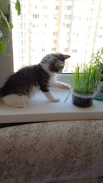 Котенок играется с растением смотреть онлайн