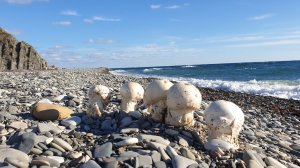 ГРИБЫ НА БЕРЕГУ МОРЯ ! МУХОМОРЫ ВКУСНЮЧИЕ ЯЙЦЕВИДНЫЕ ! КАВКАЗ СЕРИЯ  4 !