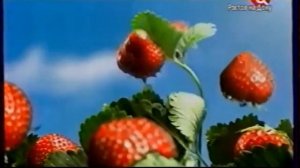 Рекламные блоки и анонсы (ТВ Центр-Ростов-на-Дону, 31.01.2013)