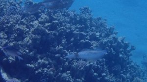 2 крупных кальмара в Gebel El Rosas