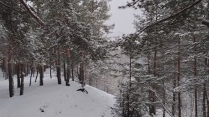 Немного про деньги в нашей жизни на фоне зимнего леса