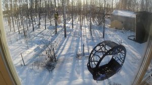 Шар-Синица VS Мистер Снегирь