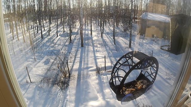 Синицы продолжают сортировать семечки смотреть онлайн