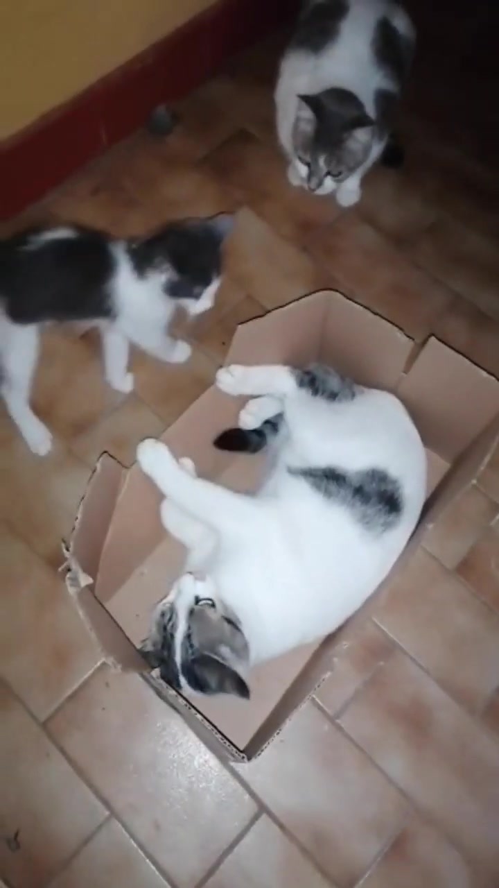 Всех достал, это Иван Грозный!😂😻 Смешные животные. 01-02-2026 смотреть онлайн