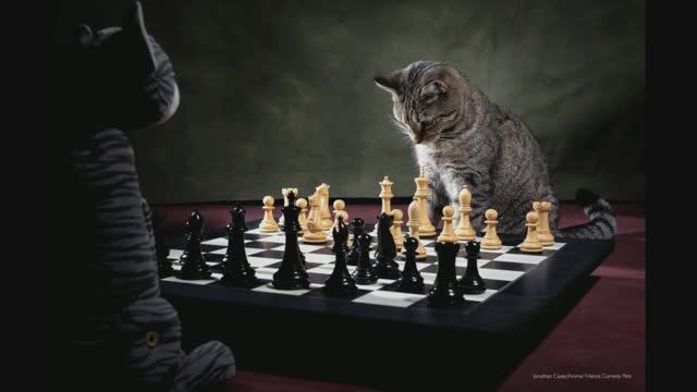 Избранное из победителей Comedy Pet Photo Awards. 2022-2024 смотреть онлайн