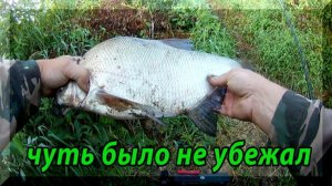 Лещи клюют один за одним, с первого заброса. Ловля леща на реке Ока.