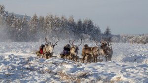 Рога «морозного быка» затупились: холода достигли своего пика согласно якутскому поверью