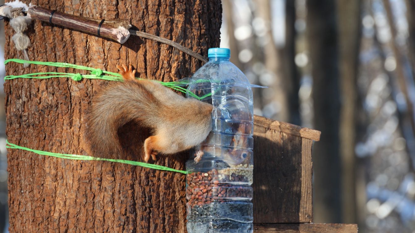 Мороз и белки. Зарисовка смотреть онлайн