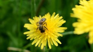 Пчела и солнечный одуванчик