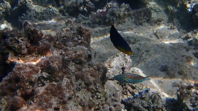 Желтогрудый губан, Anampses twistii, Yellow-breasted wrasse