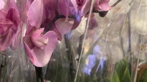 Обзор орхидей. Цветочный рынок🌸🌸🌸