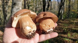 КОРЗИНА ГОРНЫХ БОРОВИКОВ И МОРЕ УДОВОЛЬСТВИЯ ! КАВКАЗ СЕРИЯ 3 !