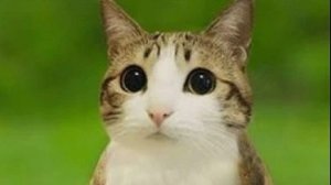 стрим по War Thunder