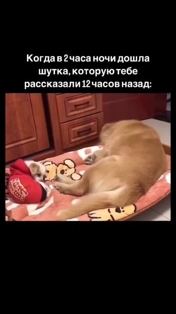 #юмор #смех #ржака #шутка