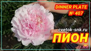 Травянистый "DINNER PLATE"/Сад Ворошиловой