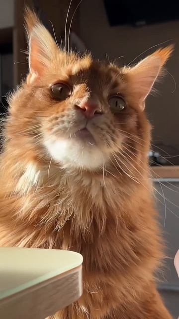 . смотреть онлайн