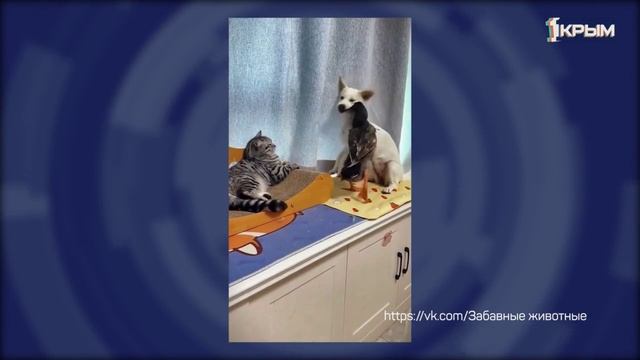 Клуб Шико. Выпуск от 31.01.26