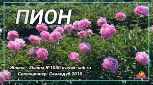 Травянистый "Жанна - Zhanna"/Сад Ворошиловой