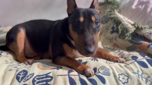 Не могу попасть на дачу. Веревочный декор