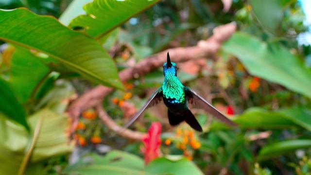 Tiny World смотреть онлайн