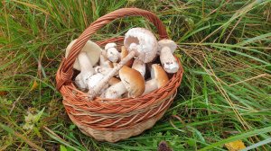 КОРЗИНЯКА БЕЛЫХ ГРИБОВ ! УРА !