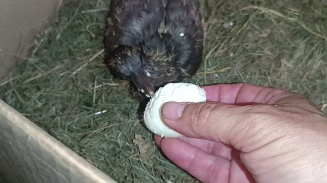 3. Птенец(-птеродактиль) из Межстоличья уже ест самостоятельно, но ещё не из тарелки.