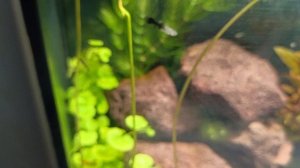 Мой красивый аквариум на 35 литров, мальки гуппи, креветки, новое оформление! 🐠