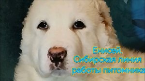 ЕНИСЕЙ.  Настоящий Сибиряк.