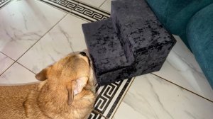 Обновление лесенки для собак.