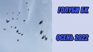 Торцовые Голуби БК. Осень 2022 года