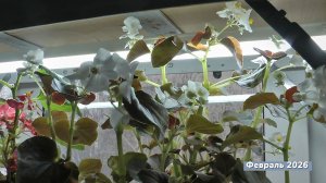 Зимовка вечноцветущей садовой бегонии в домашних условиях