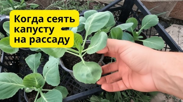 Когда сеять раннюю капусту на рассаду- точные сроки посева
