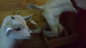 Дедовщина в козлятнике