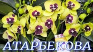 №1162/ МОРЕ красивых ОРХИДЕЙ в с/ц на АТАРБЕКОВА