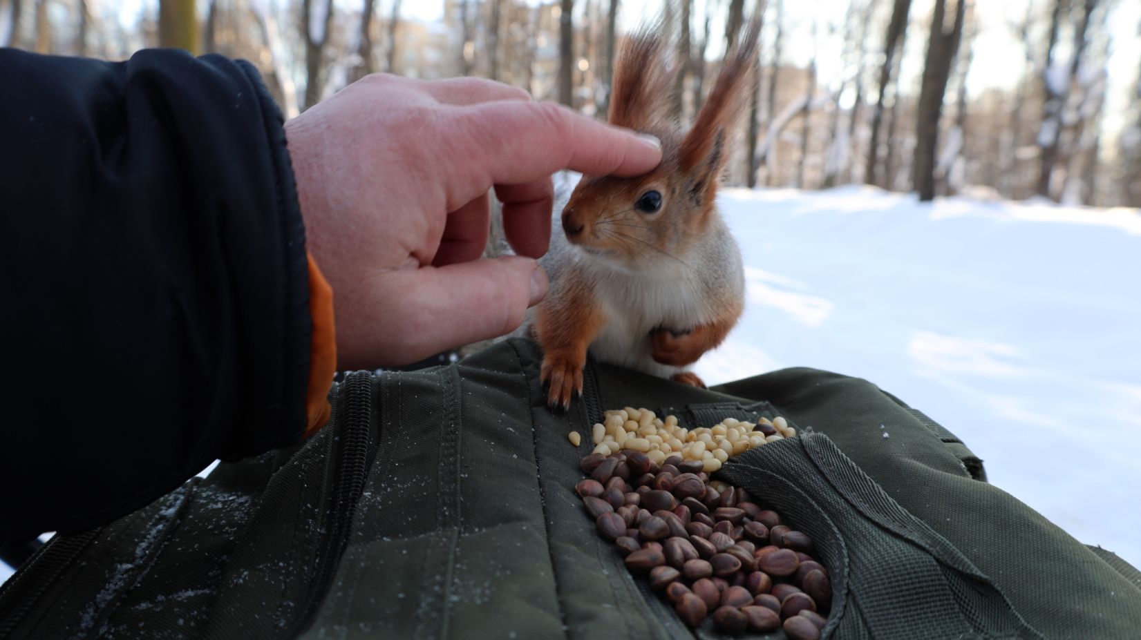 Белки. Небольшая зарисовка смотреть онлайн