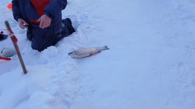 Зарыбление водоёма,поимки форели на активные и посивные снасти. смотреть онлайн