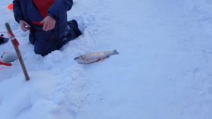 Зарыбление водоёма,поимки форели на активные и посивные снасти.