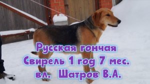 Русская гончая Свирель 1 год 7 мес. вл  Шатров В.А.#охотасгончей#собака #животные #топ #hunting