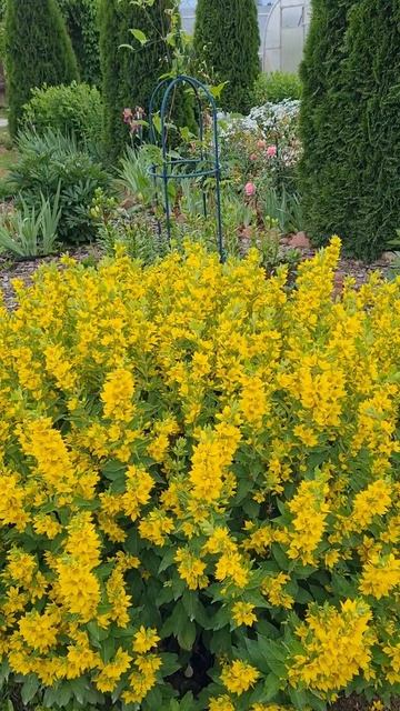 Приветы из лета! Цветёт Вербейник точечный! Неприхотливый многолетник.🌺 смотреть онлайн