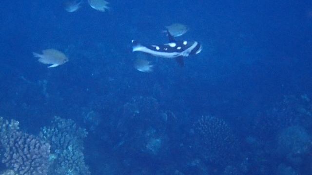 Чёрный маколор (Macolor niger)