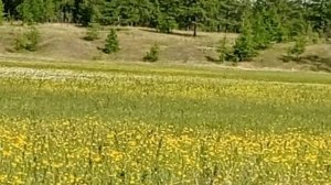 Начало лета | Николай Артемьев