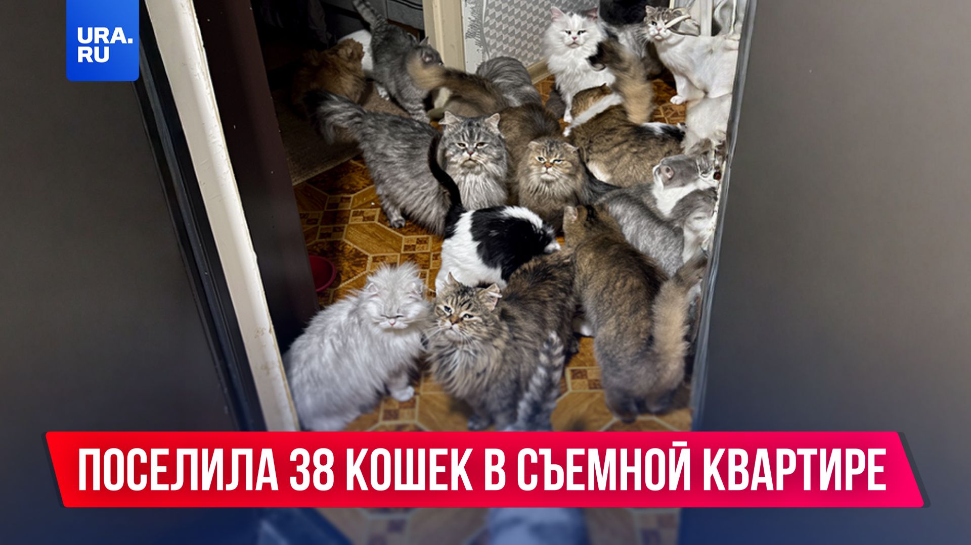 38 больных кошек, трупы в холодильнике и убитый ремонт смотреть онлайн