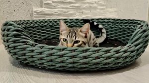 Лежанка для собак и кошек