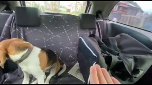 Зоотакси. Кинолог Игорь Алтайский.