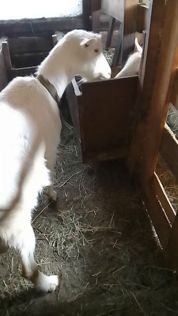 Конец января, коза в охоте.